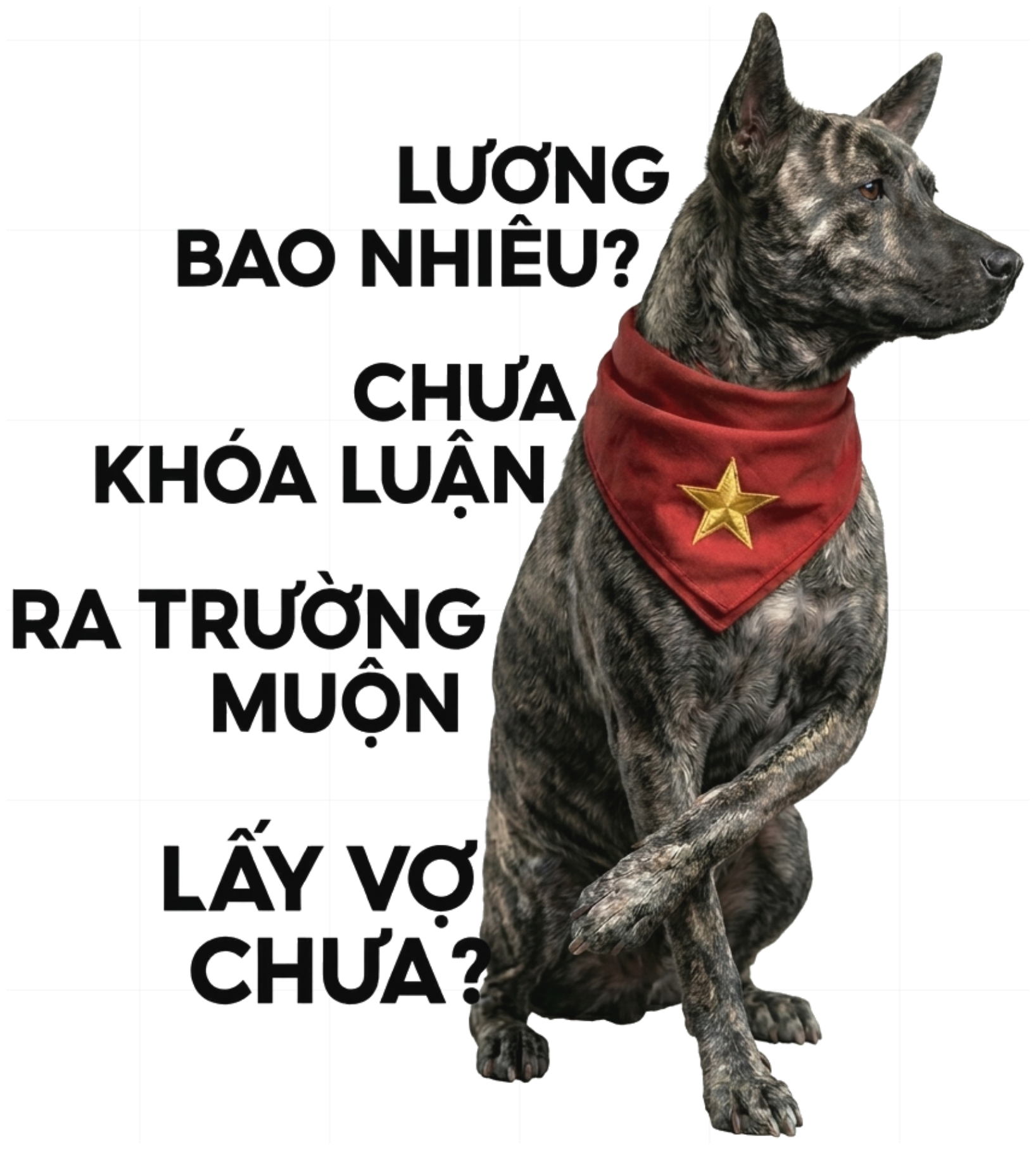 Áo Raglan Chó Phú Quốc Câu Hỏi Khó Unisex vietnam.yo - 090926-15-46-IPV